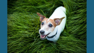 Jack Russell Terrier 7