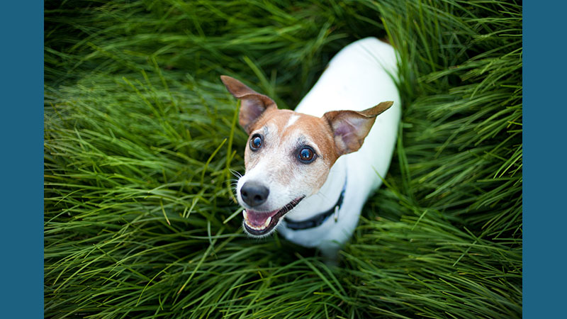 Jack Russell Terrier 7