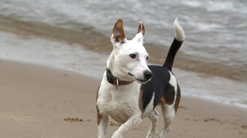 Jack Russell Terrier 8