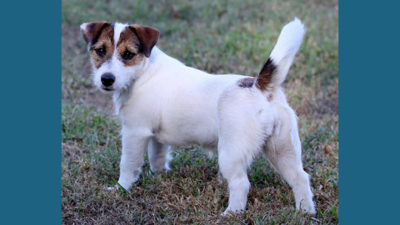 Jack Russell Terrier 9