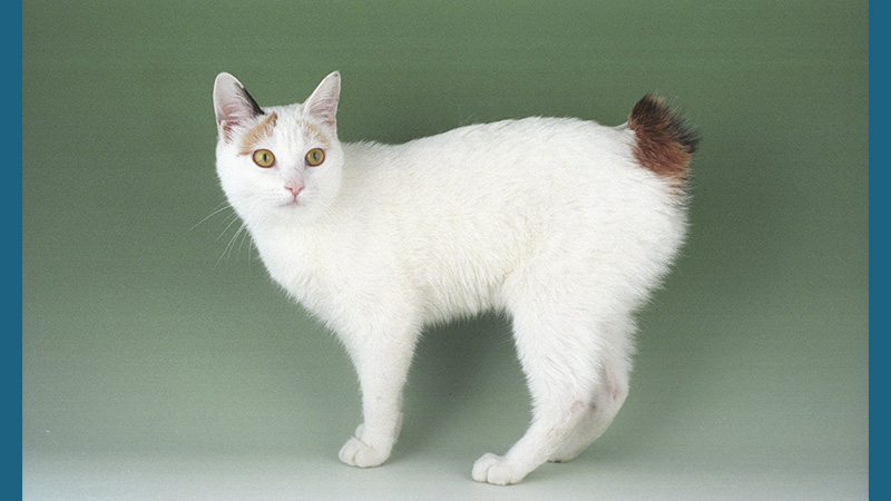 Japanese Bobtail 1