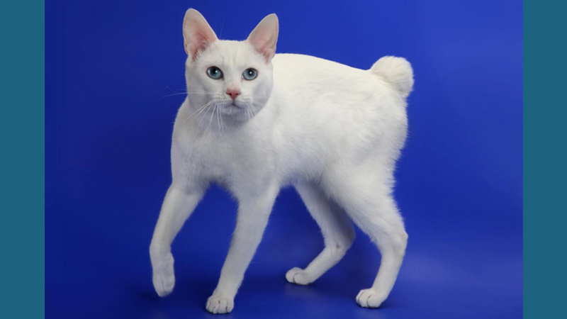 Japanese Bobtail 4