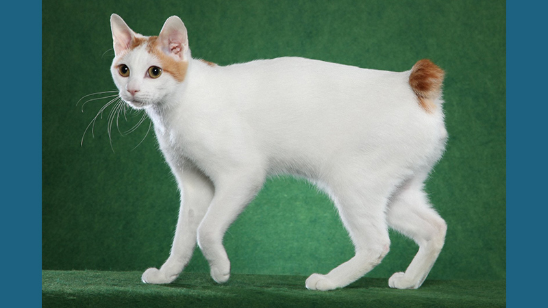 Japanese Bobtail 5