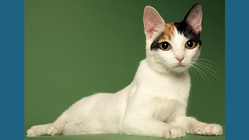 Japanese Bobtail 6