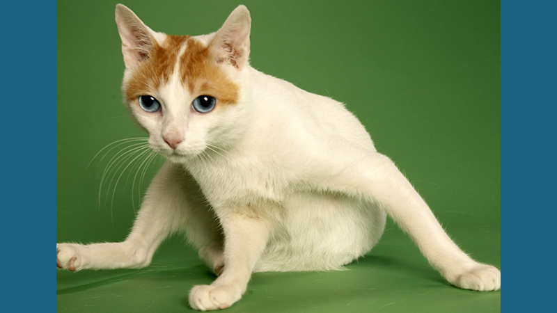 Japanese Bobtail 7