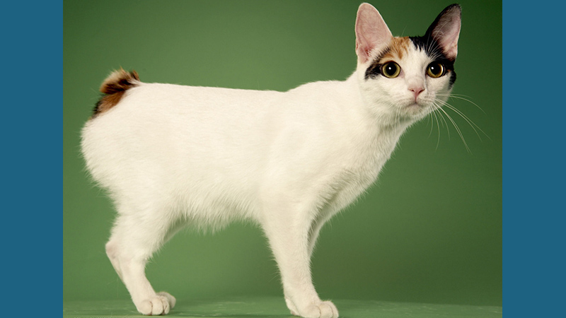 Japanese Bobtail 8