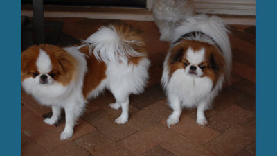 Japanese Chin 1