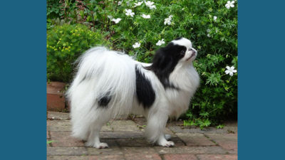 Japanese Chin 10