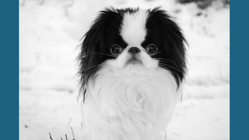 Japanese Chin 11