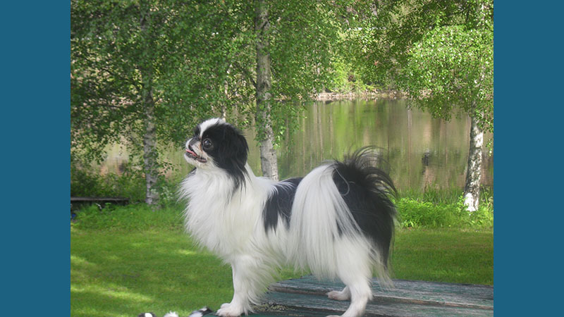 Japanese Chin 12