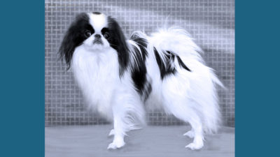 Japanese Chin 13