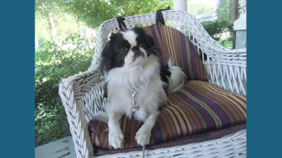 Japanese Chin 14