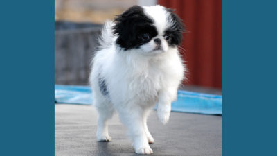 Japanese Chin 2