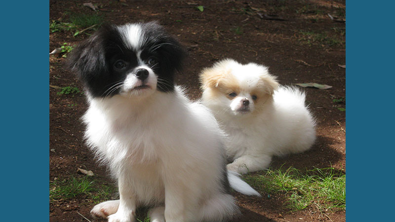 Japanese Chin 3