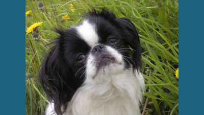 Japanese Chin 4