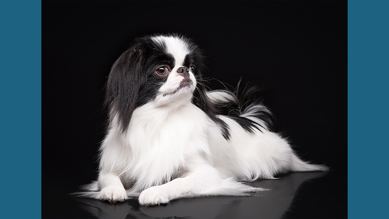 Japanese Chin 5