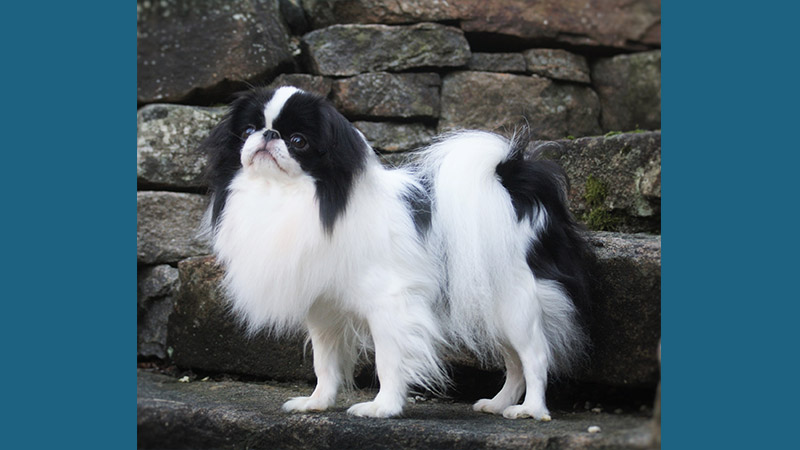 Japanese Chin 6