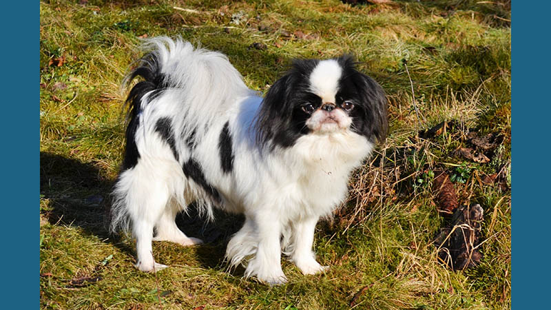 Japanese Chin 7