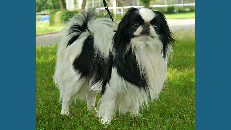 Japanese Chin 8