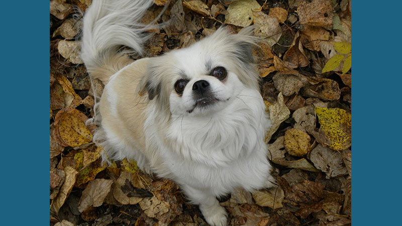 Japanese Chin 9