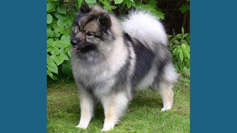 Keeshond 1