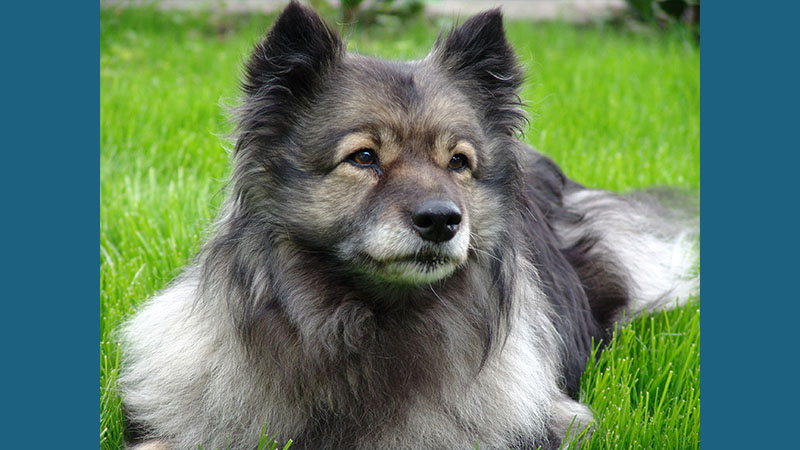 Keeshond 10