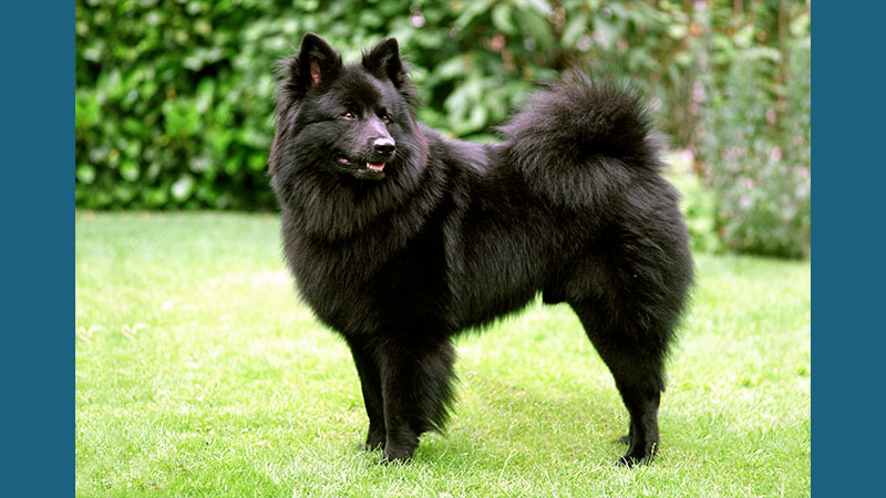 Keeshond 11