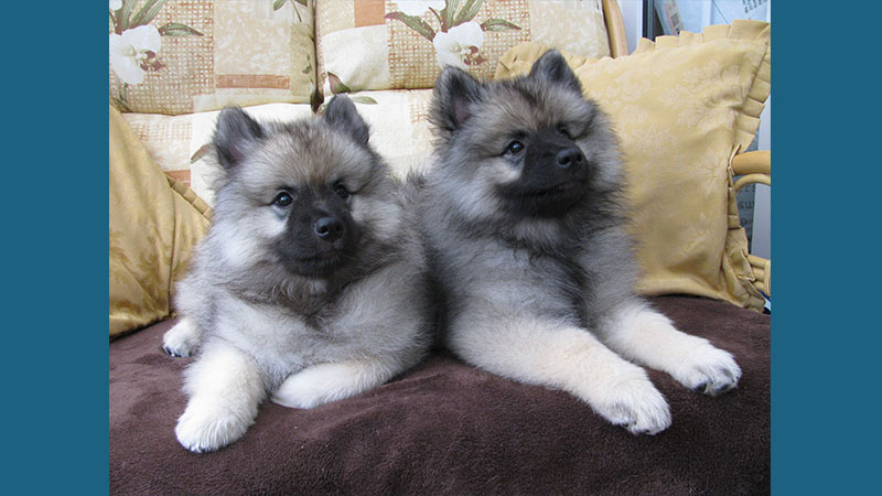 Keeshond 13