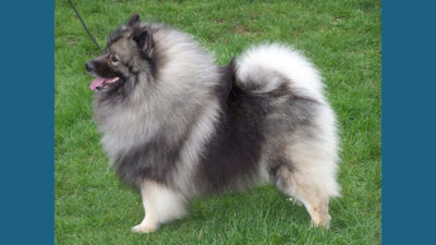 Keeshond 2