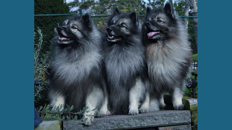 Keeshond 3