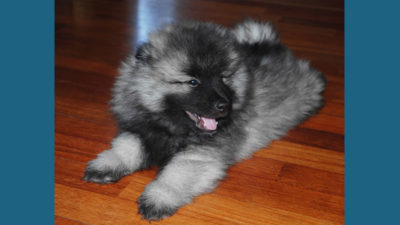 Keeshond 4