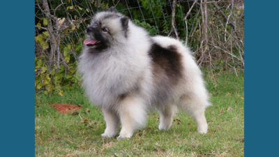 Keeshond 5