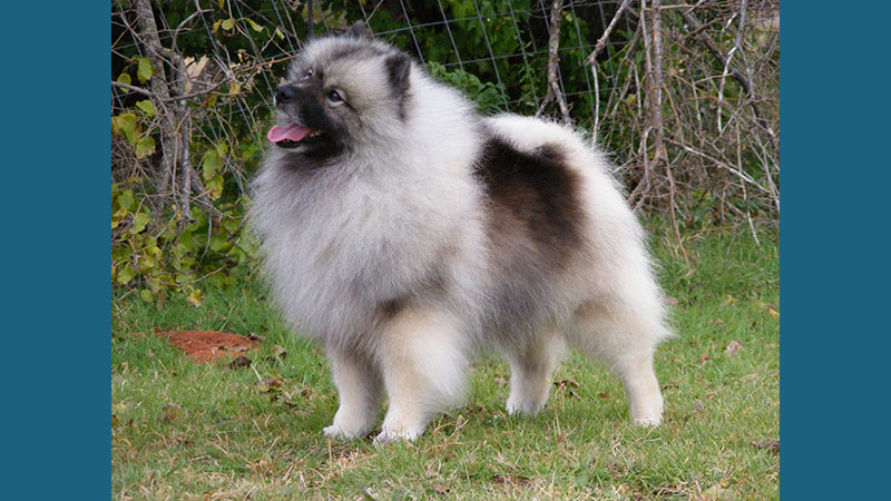 Keeshond 5