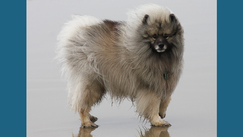 Keeshond 6