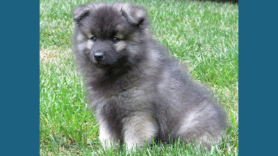 Keeshond 7