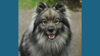 Keeshond 8