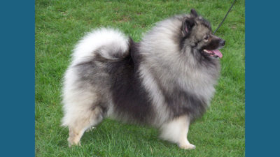 Keeshond 9