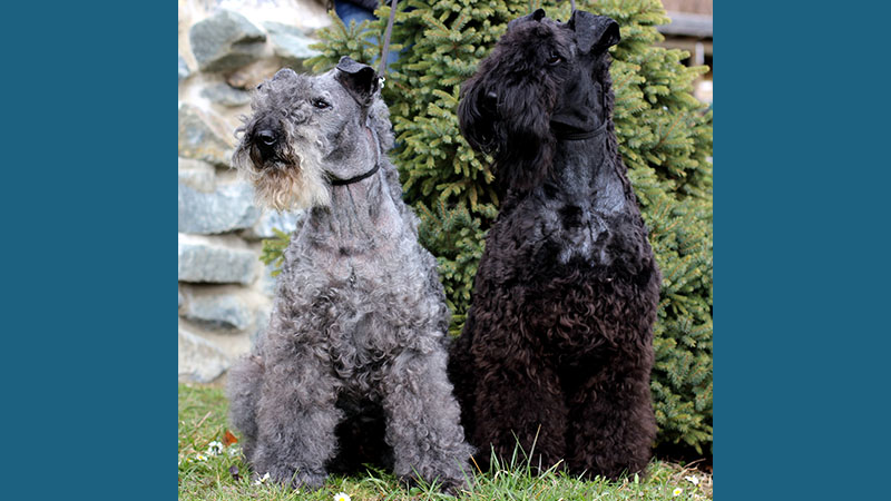 Kerry Blue Terrier 1