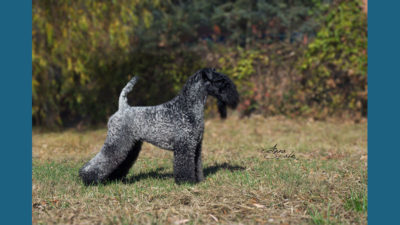 Kerry Blue Terrier 10