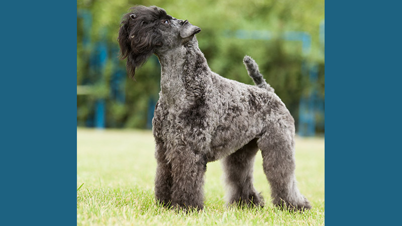 Kerry Blue Terrier 11