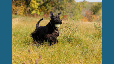 Kerry Blue Terrier 12