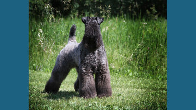 Kerry Blue Terrier 13