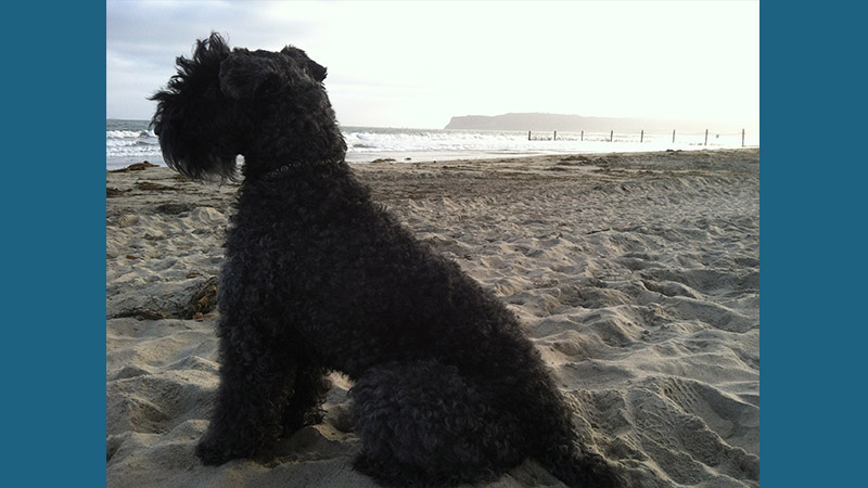 Kerry Blue Terrier 14