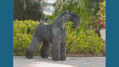 Kerry Blue Terrier 2