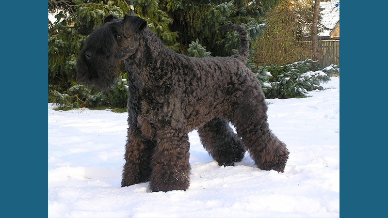 Kerry Blue Terrier 3