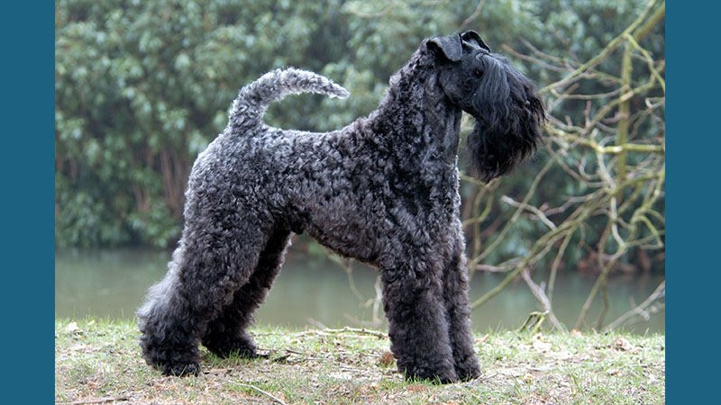 Kerry Blue Terrier 4