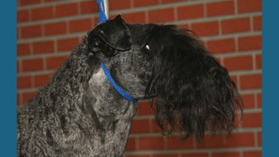 Kerry Blue Terrier 5