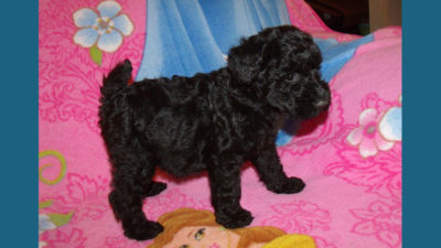 Kerry Blue Terrier 6