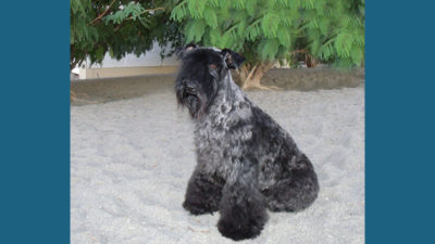 Kerry Blue Terrier 7