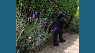 Kerry Blue Terrier 8